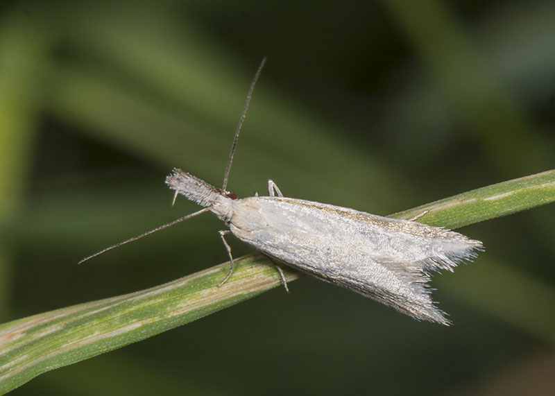 Pleurota (Pleurota) pyropella ?